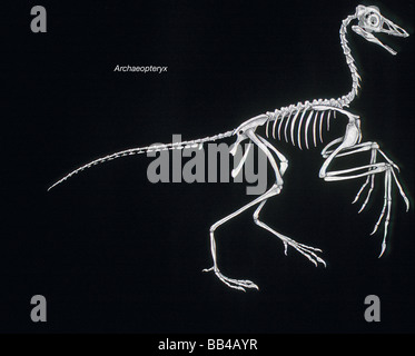Squelette d'Archaeopteryx, le "dinosaure à plumes" de l'oiseau du Jurassique tardif, considéré comme le premier oiseau connu. Banque D'Images