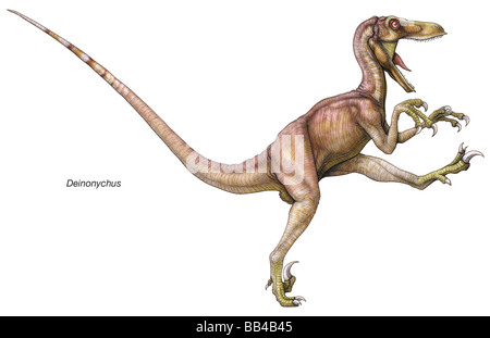 Deinonychus dinosaure du Crétacé précoce, dont le nom signifie 'griffe terrible', après l'énorme, griffes acérées sur chacun de ses orteils deuxième Banque D'Images