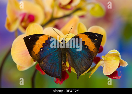 Sammamish Washington Papillon Tropical photographie de Kalima inachus Orange la feuille morte papillon sur Orchid Banque D'Images