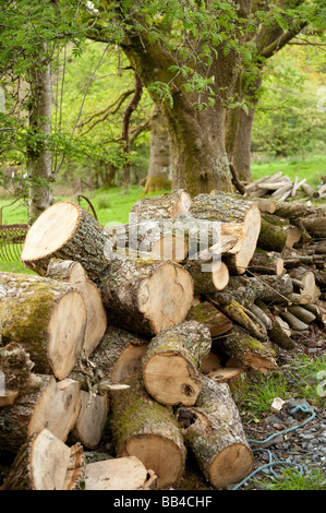 Chêne grumes coupées et empilées prêtes à être transformées en bois de chauffage dans une forêt gérée Wales UK Banque D'Images