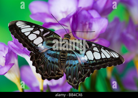 Sammamish, Washington Photo de papillon Tropical Parthenos sylvia lilacinus l B lue Clipper pour l'Asie Banque D'Images