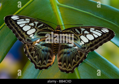 Sammamish, Washington Photo de papillon Tropical Parthenos sylvia lilacinus l B lue Clipper pour l'Asie Banque D'Images