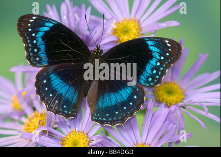 Sammamish Washington Photo de papillon sur les fleurs, Hypolimnas alimena Le Papillon bleu-banded Gold Music de PNG Banque D'Images