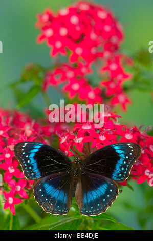 Sammamish Washington Photo de papillon sur les fleurs, Hypolimnas alimena Le Papillon bleu-banded Gold Music de PNG Banque D'Images