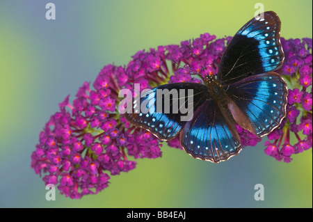 Sammamish Washington Photo de papillon sur les fleurs, Hypolimnas alimena Le Papillon bleu-banded Gold Music de PNG Banque D'Images