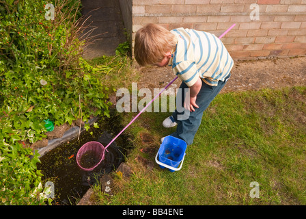 Une vue plongeante sur un jeune garçon attraper les tritons et les poissons avec son filet de pêche dans un petit étang de jardin uk Banque D'Images