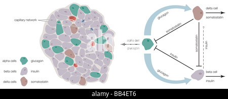 Les îlots de Langerhans contiennent alpha, bêta, delta et des cellules qui produisent l'insuline, le glucagon et la somatostatine, respectivement. Banque D'Images