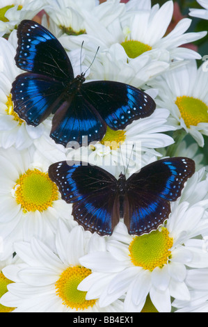 Sammamish Washington Photo de papillon sur les fleurs, Hypolimnas alimena Le Papillon bleu-banded Gold Music de PNG Banque D'Images