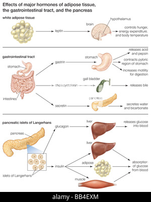 Les principales hormones du tissu adipeux, le tractus gastro-intestinal, et le pancréas, et leurs effets. Banque D'Images