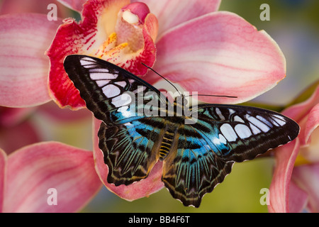 Sammamish, Washington Photo de papillon Tropical Parthenos sylvia lilacinus l B lue Clipper pour l'Asie Banque D'Images