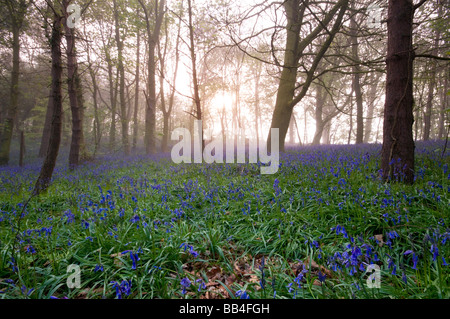 Bluebell Woods, Trimingham, Norfolk UK Banque D'Images