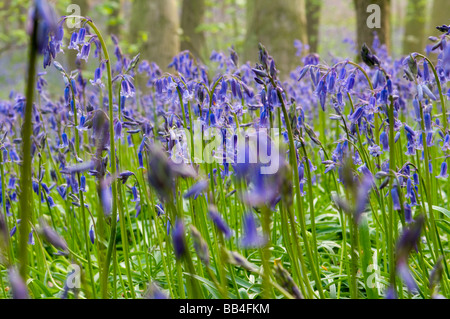 Bluebell Woods, Trimingham, Norfolk UK Banque D'Images