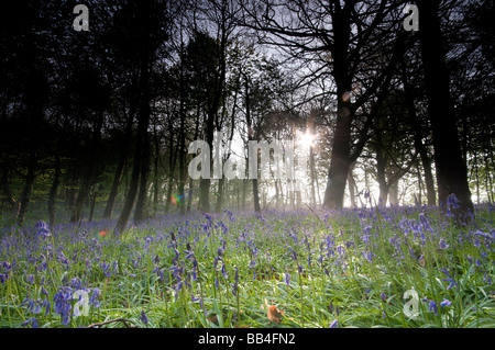 Bluebell Woods, Trimingham, Norfolk UK Banque D'Images