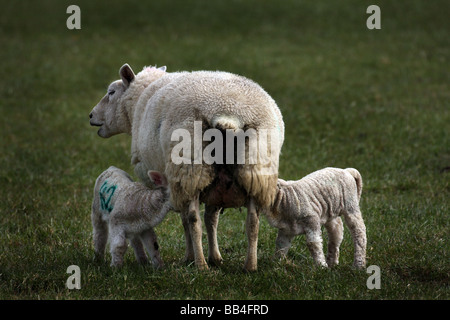 Deux nouveaux nés agneaux tètent leur mère dans un champ en Steeple Bumstead sur l'Essex Frontières Suffolk Banque D'Images
