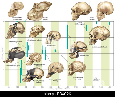 L'augmentation de la capacité crânienne hominin par diverses espèces au fil du temps. Banque D'Images