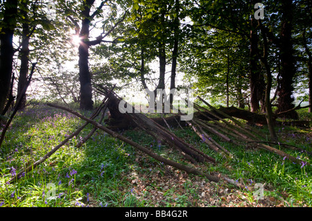 Bluebell Woods, Trimingham, Norfolk UK Banque D'Images