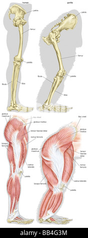 Structures musculaires et squelettiques d'une jambe humaine (à gauche) et la jambe d'un gorille (droite). Banque D'Images