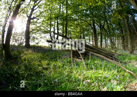 Bluebell Woods, Trimingham, Norfolk UK Banque D'Images