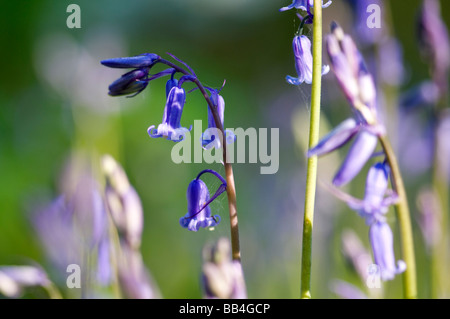 Bluebell Woods, Trimingham, Norfolk UK Banque D'Images