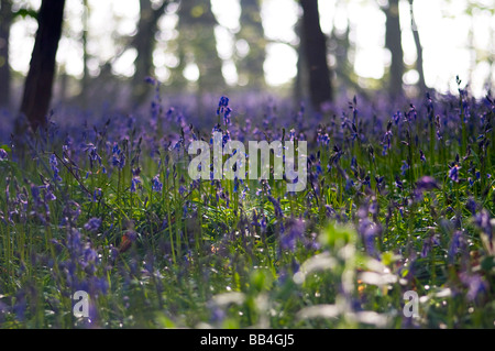 Bluebell Woods, Trimingham, Norfolk UK Banque D'Images