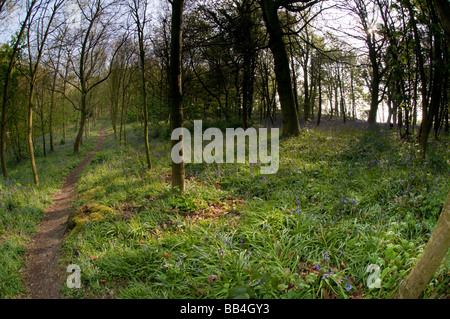 Bluebell Woods, Trimingham, Norfolk UK Banque D'Images