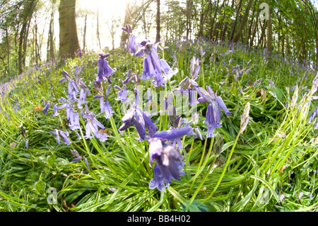 Bluebell Woods, Trimingham, Norfolk UK Banque D'Images