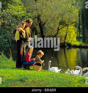 L'alimentation de la famille de cygnes à côté d'étang Banque D'Images