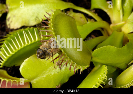 Venus Fly Trap muscipula Dioinaea avec hover fly emprisonné entre les feuilles Banque D'Images