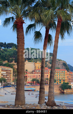 Palmiers sur la Promenade des Anglais à Nice, France sur la côte d'Azur Banque D'Images