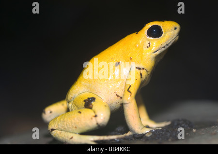 Golden Poison Dart Frog Phyllobates terribilis Banque D'Images