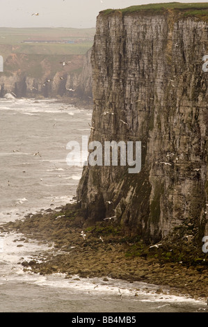 Colonie d'oiseaux de mer à Bempton Cliffs l'East Riding of Yorkshire Royaume Uni Banque D'Images