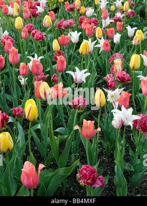 Patch de tulipes multicolores Banque D'Images