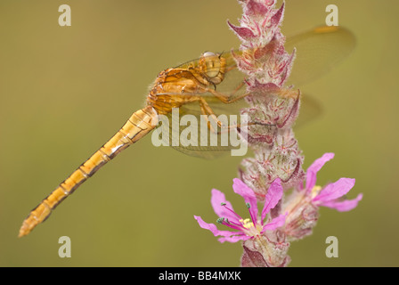 Les jeunes femmes (Orthetrum coerulescens Skimmer carénées) sur une mauvaise herbe la salicaire (Lythrum salicaria) Banque D'Images