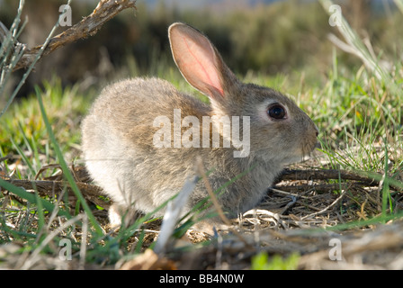 Jeune lapin (Oryctolagus cuniculus) Banque D'Images