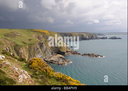 Dinas Fawr sur le chemin de la côte du Pembrokeshire, près de Solva, Pays de Galles, Royaume-Uni Banque D'Images