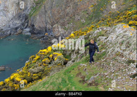 Une femelle Walker sur les DDIN Fawr, un promontoire de roche menant au chemin de la côte du Pembrokeshire, près de Solva, Pays de Galles, Royaume-Uni Banque D'Images