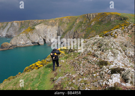 Une femelle Walker sur les DDIN Fawr, un promontoire de roche menant au chemin de la côte du Pembrokeshire, près de Solva, Pays de Galles, Royaume-Uni Banque D'Images