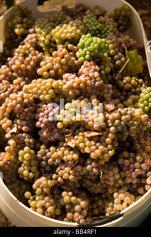 L'État de Washington, USA, Tsilla. Le Gewurztraminer le raisin, Rattlesnake Hills Wine Trail. Banque D'Images