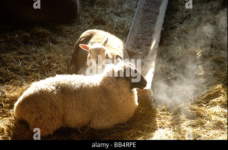 Les moutons prendre refuge dans une grange pendant un hiver froid dehors La vapeur de la respiration Banque D'Images