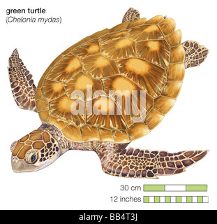 La tortue verte (Chelonia mydas) Banque D'Images