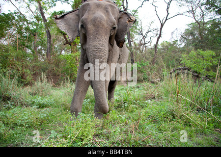 L'éléphant d'Asie, Elephas maximus close-up trunk proboscis réserve naturelle de Chitwan Népal Asie 93295 Nepal-Elephants horizontale Banque D'Images