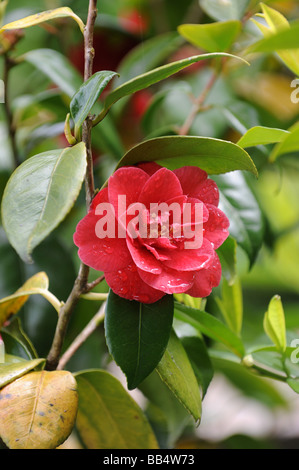Camellia japonica en fleurs Banque D'Images