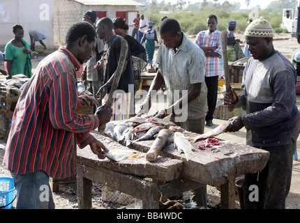 Sénégal : les hommes de nettoyer le poisson au marché de poisson de Ziguinchor Banque D'Images