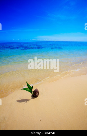 Une noix de coco germination échoués sur le rivage d'une plage de sable doré à Hawaï Banque D'Images