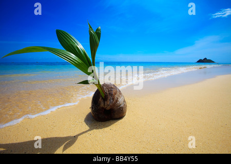 Une noix de coco germination échoués sur le rivage d'une plage de sable doré à Hawaï Banque D'Images