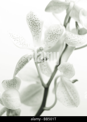 Fleurs Phalaenopsis Banque D'Images