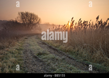 Une piste de ferme dans les roseaux sur un frosty matin brumeux Banque D'Images