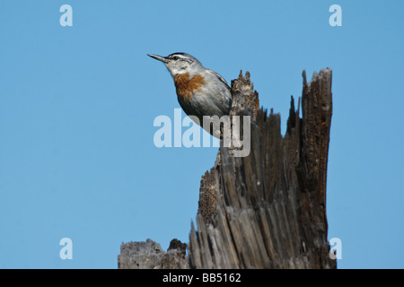 Homme Kruper (Sitta krueperi Sittelle du) perché sur dead tree trunk, Lesbos, Grèce Banque D'Images