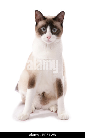 Le chat adulte Séance Studio Portrait Banque D'Images