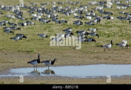 La Bernache nonnette - Branta leucopsis Banque D'Images